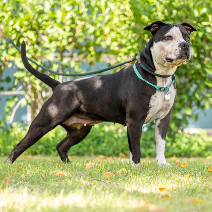 Moo, an adoptable Pit Bull Terrier, Mixed Breed in Honolulu, HI, 96826 | Photo Image 1