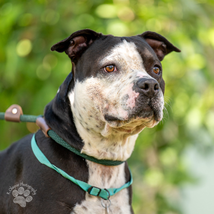 Moo, an adoptable Pit Bull Terrier, Mixed Breed in Honolulu, HI, 96826 | Photo Image 2