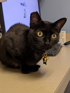 Boris, Adult Female Domestic Short Hair