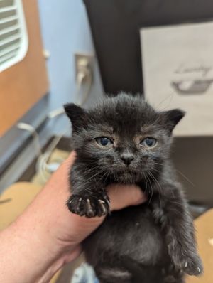 Baby Groot -IN FOSTER Domestic Short Hair Cat