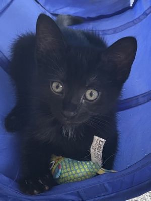 Starlord [FIV+]- ADOPTED Domestic Short Hair Cat