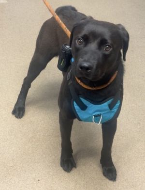 Carol - IN FOSTER Mixed Breed Dog