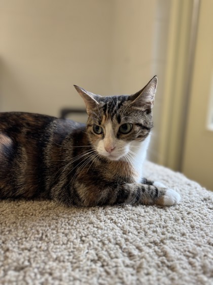 Rice Krispy, an adoptable Domestic Short Hair in Harbor Springs, MI, 49740 | Photo Image 1