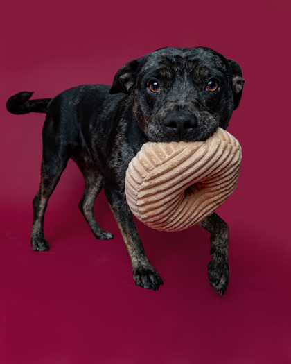 Darla, an adoptable Catahoula Leopard Dog, Mixed Breed in Harbor Springs, MI, 49740 | Photo Image 1