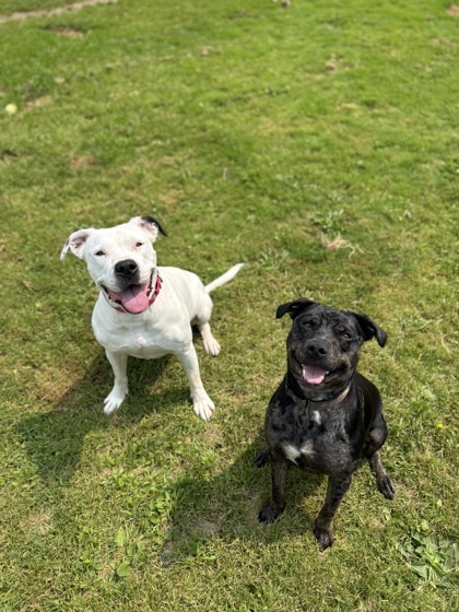Darla, an adoptable Catahoula Leopard Dog, Mixed Breed in Harbor Springs, MI, 49740 | Photo Image 2