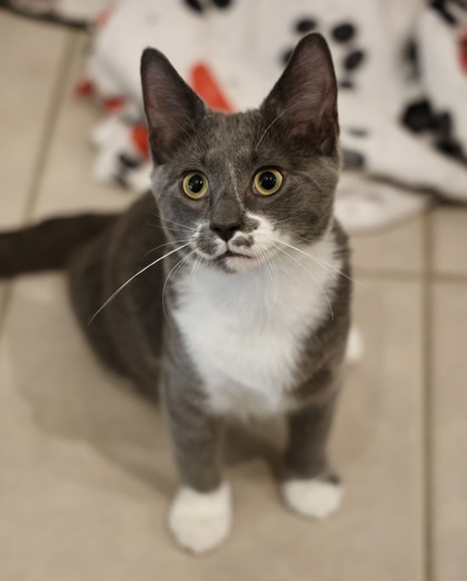 Silas