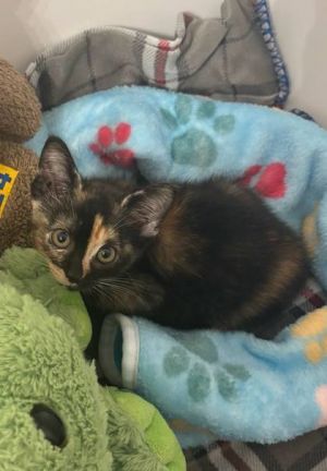 58771627, Baby Female Domestic Short Hair