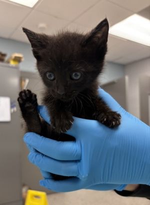 58772543, Baby Male Domestic Short Hair