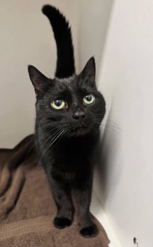 Dot, Adult Female Domestic Short Hair