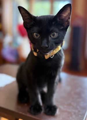 Bogey, Baby Male Domestic Short Hair