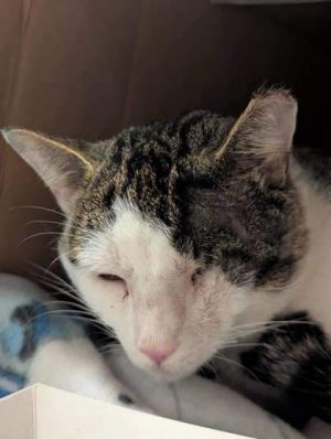 Salem, Adult Male Domestic Short Hair