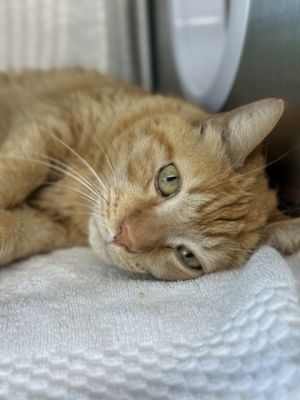 Simba
