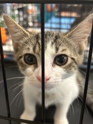 Bert Domestic Short Hair Cat
