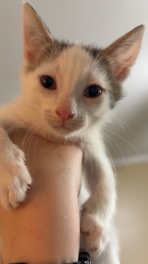 Moo Domestic Short Hair Cat