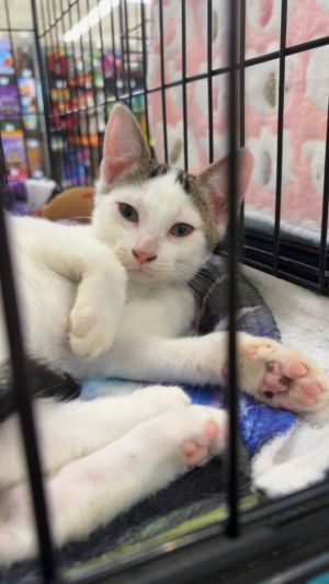 Moo Domestic Short Hair Cat