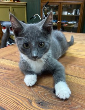 Hollywood Domestic Short Hair Cat