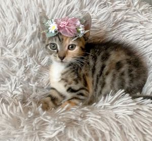 Angel Domestic Short Hair Cat