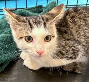 Ernie Domestic Short Hair Cat