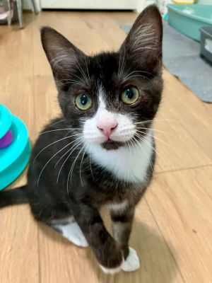 Merlin is an energetic silly kitten with an exuberance for life She loves people and will run to g