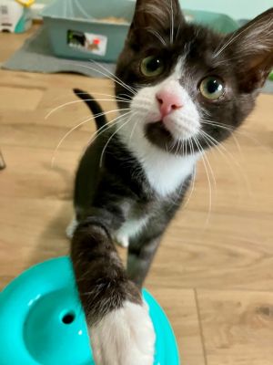 Merlin Domestic Short Hair Cat