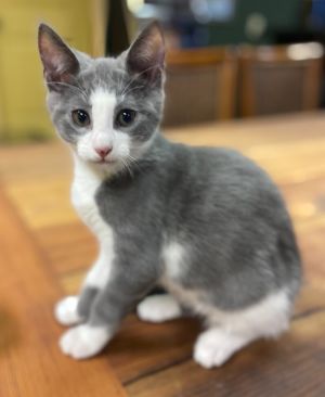 Jack is a playful and energetic boy who loves to play with his brother Hollywood When hes all don