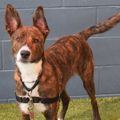 Copper