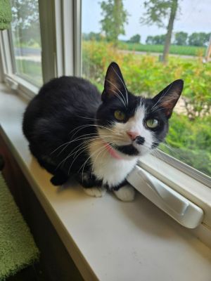 Tilly, Young Female Domestic Short Hair