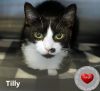 Tilly photo 2