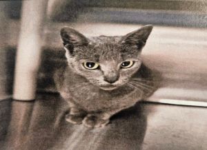 Emmy Lou, Young Female Domestic Short Hair