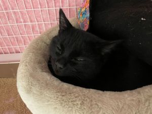 Meet Godiva a stunning 23-year-old medium-haired kitty with a silky coat and a heart full of love 
