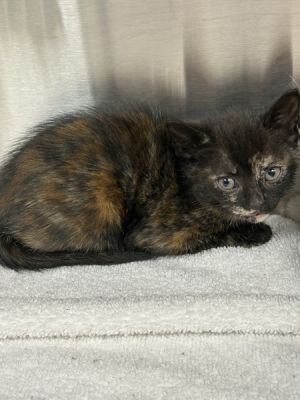 Courtney, Adult Female Domestic Short Hair