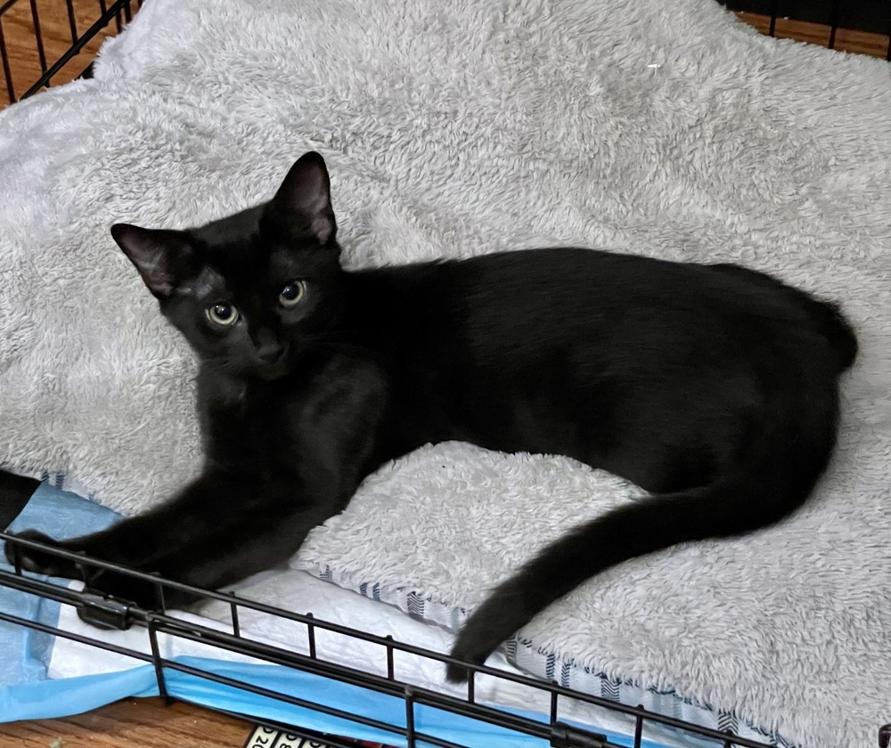 Gigi