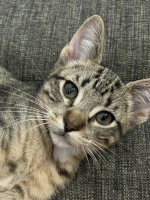 NoSho, Baby Male Domestic Short Hair