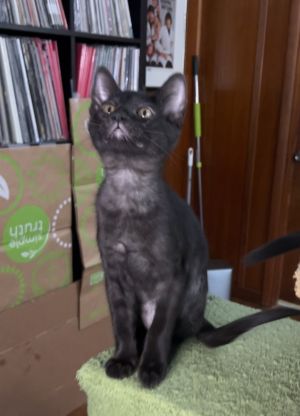 Bebe, Baby Female Domestic Short Hair