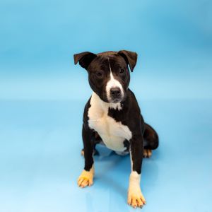 Pen 193 Cupcake Pit Bull Terrier Dog