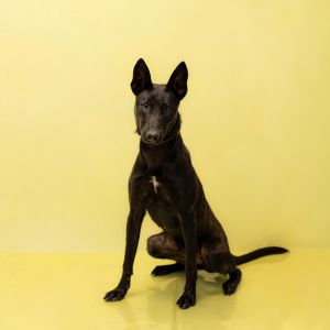 Pen 172c Quinn Shepherd Dog