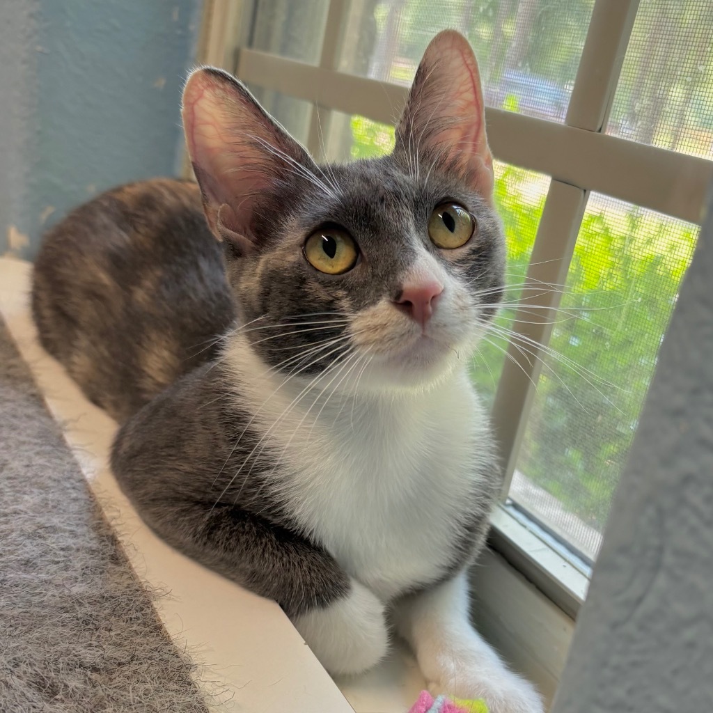 Clarabelle