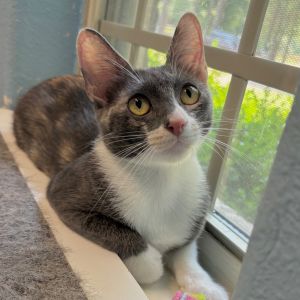 Clarabelle, Young Female unknown