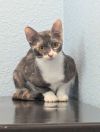 Clarabelle photo 3