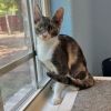 Clarabelle photo 5