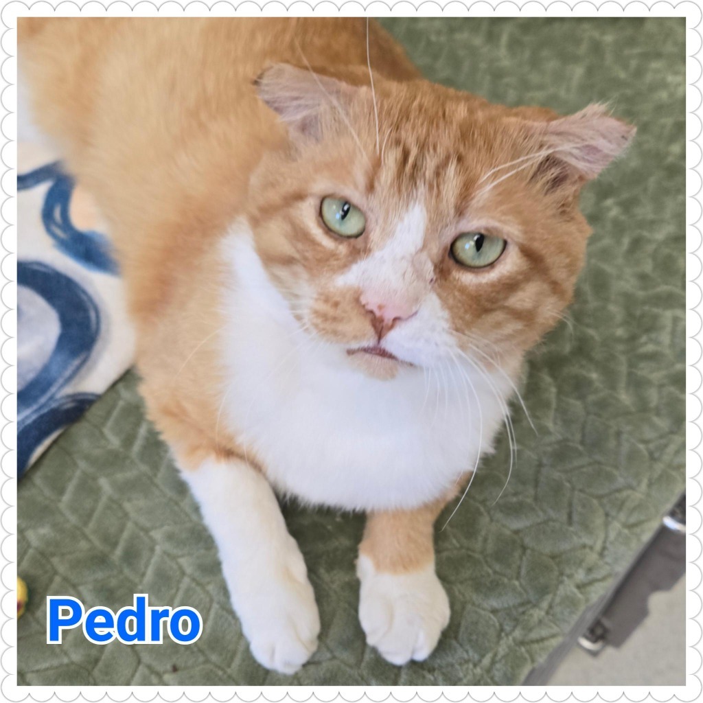 Pedro