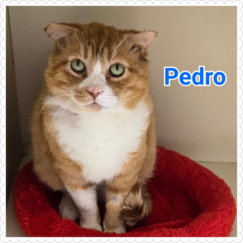 Pedro