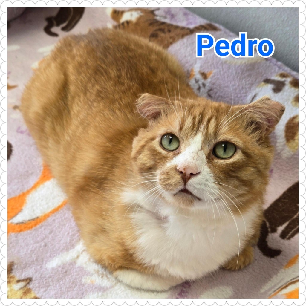 Pedro