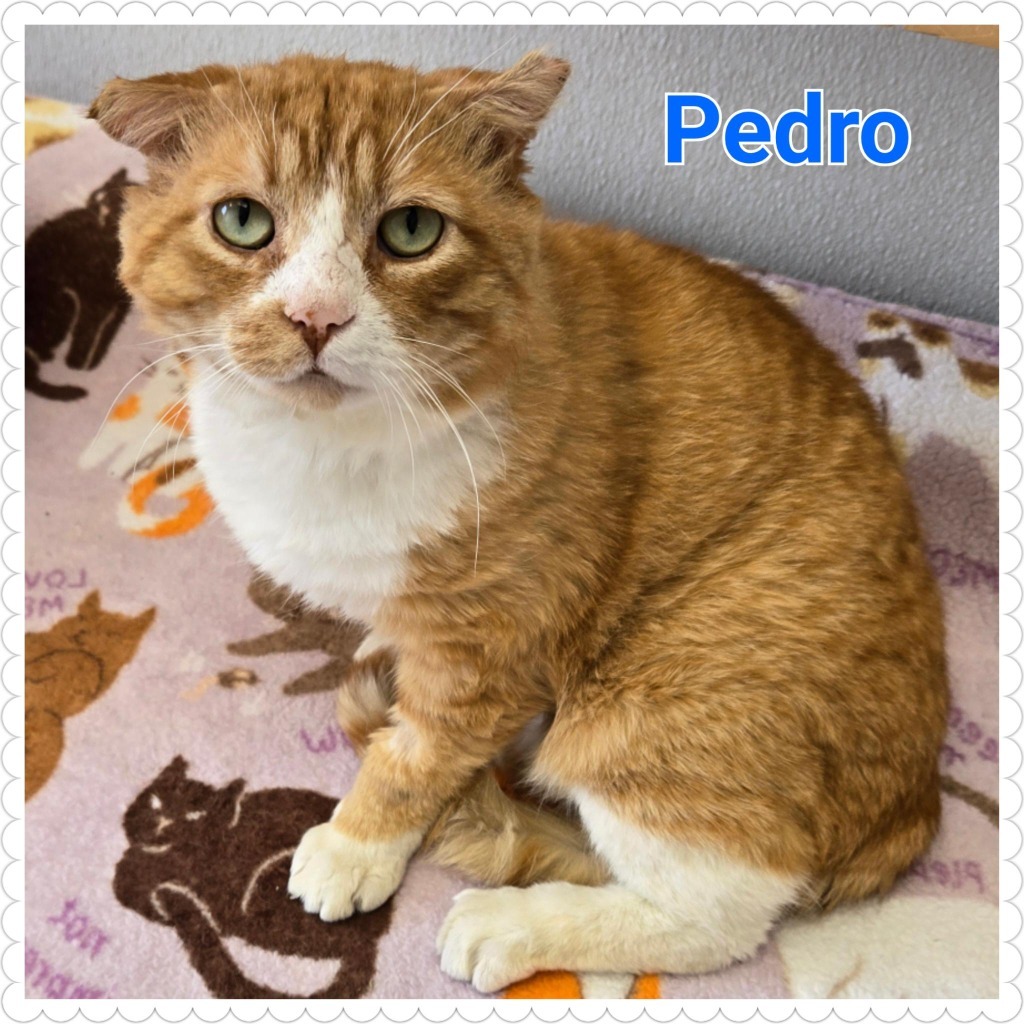 Pedro