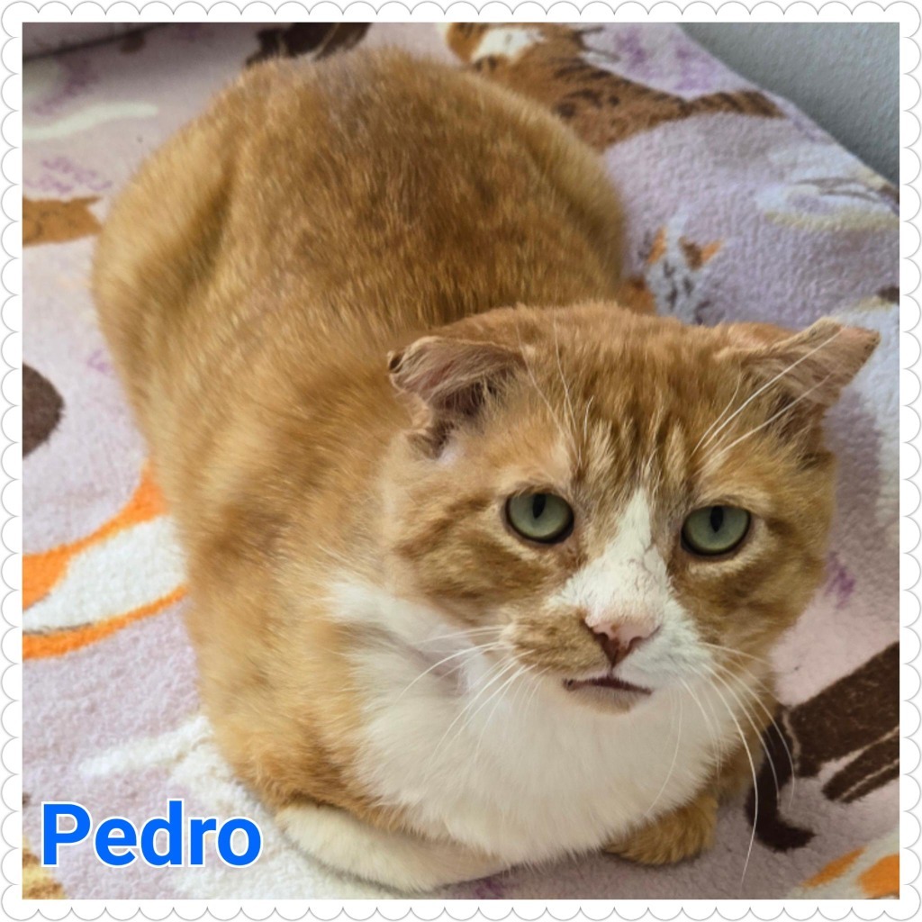 Pedro