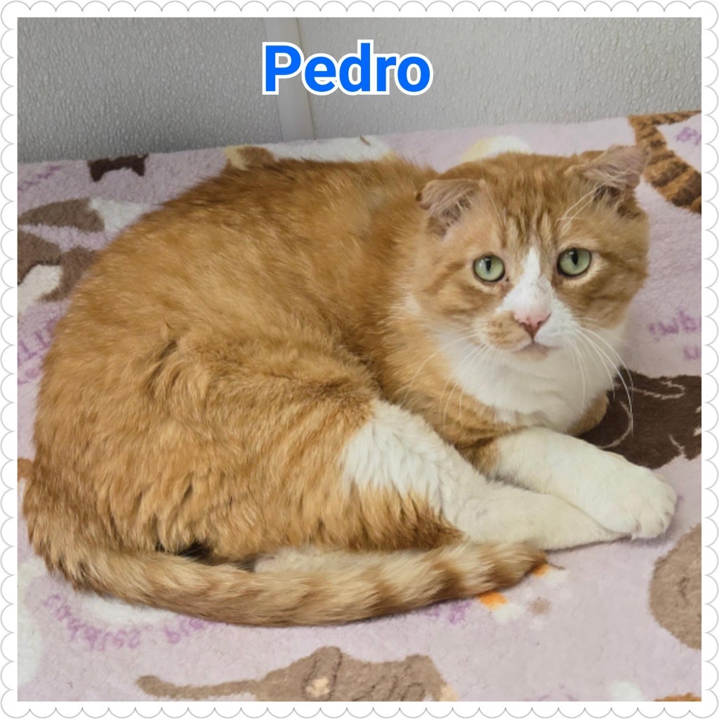 Pedro