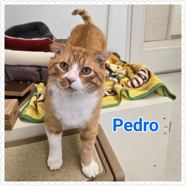Pedro thumbnail 6