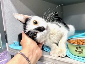 A volunteer writes Tiny Pookie was dropped in a crate at a police stationJust like thatPookie is 