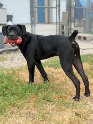 Johnny Ringo, Young Male unknown