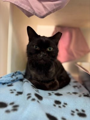 Gilligan 761-25 Domestic Short Hair Cat